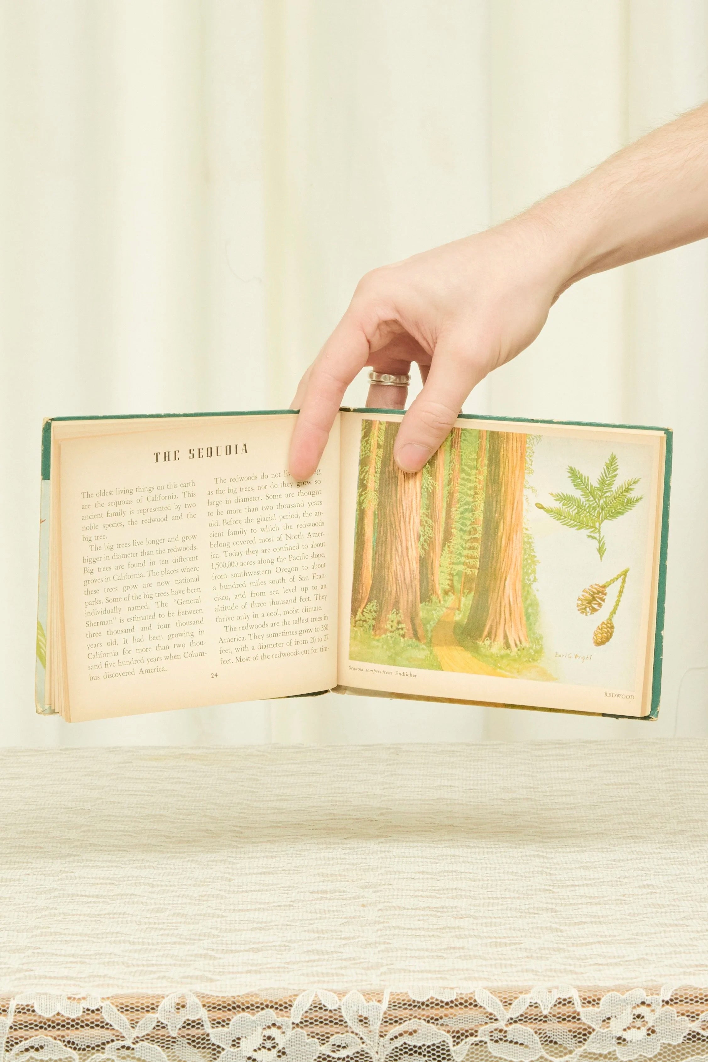 Vintage "Book of Trees" (1942)