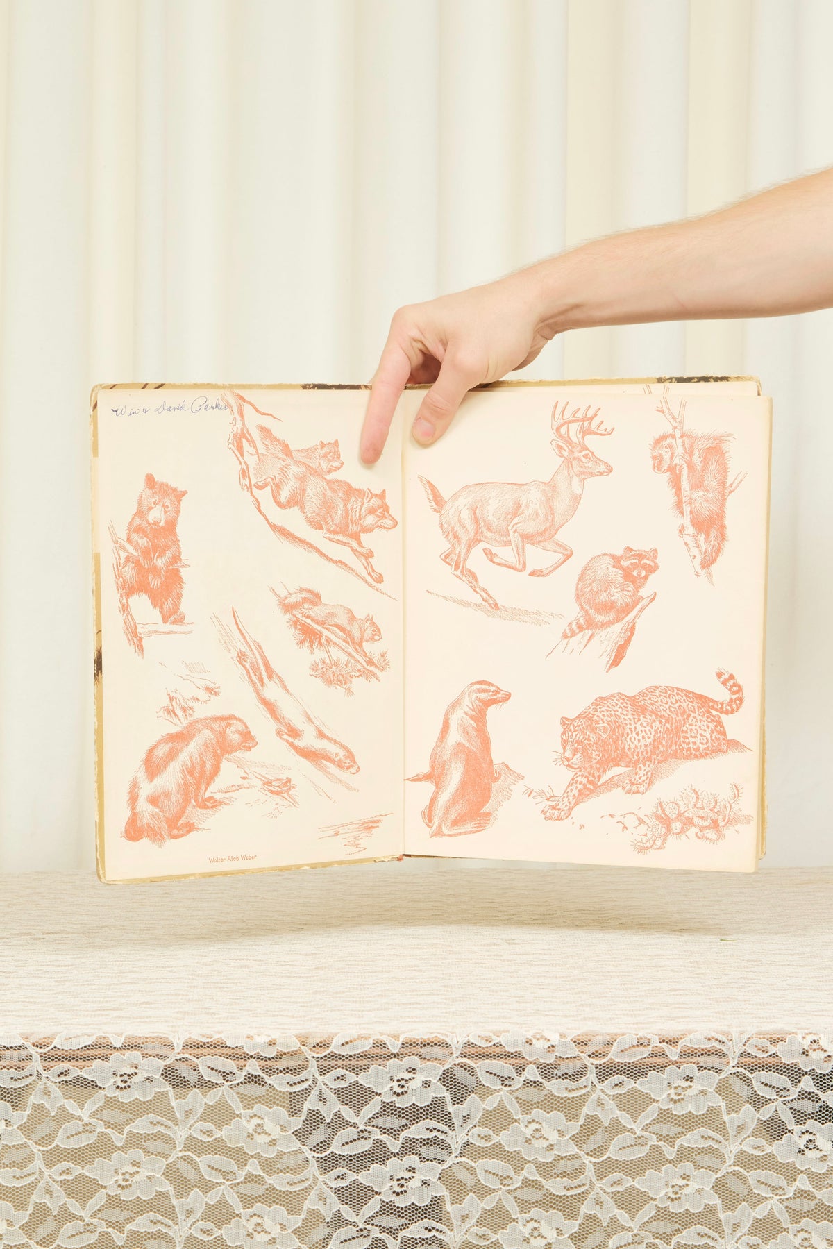 Vintage "Wild Animals" Book (1934)