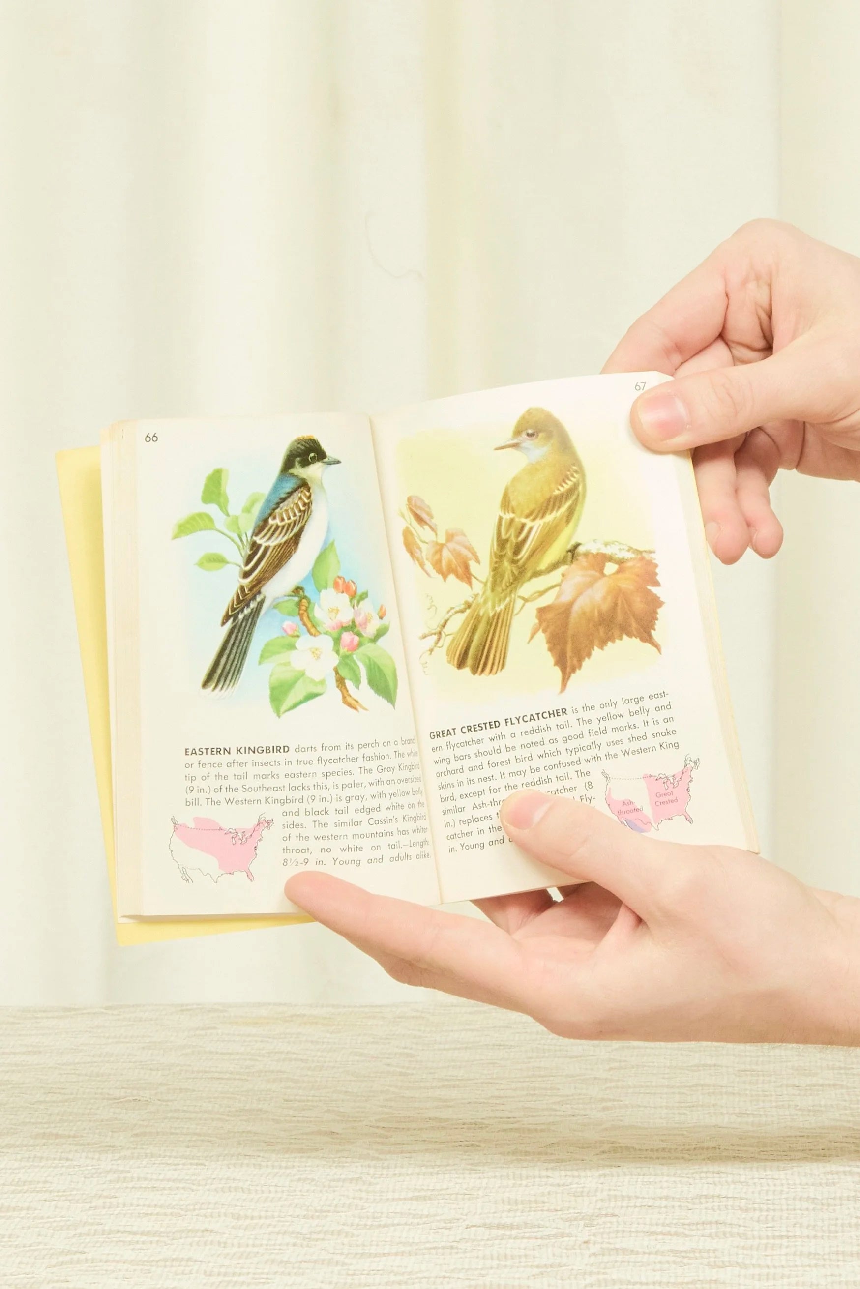 Vintage "Birds" Book (1956)