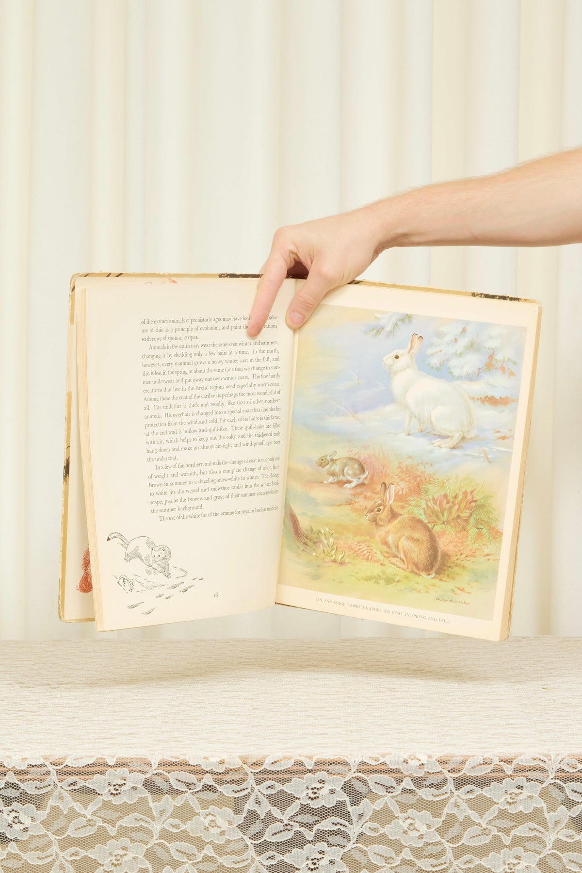 Vintage "Wild Animals" Book (1934)